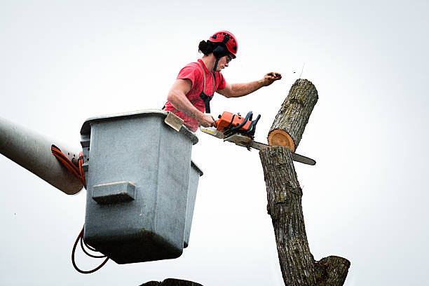 Palmer, TX Tree Services Company